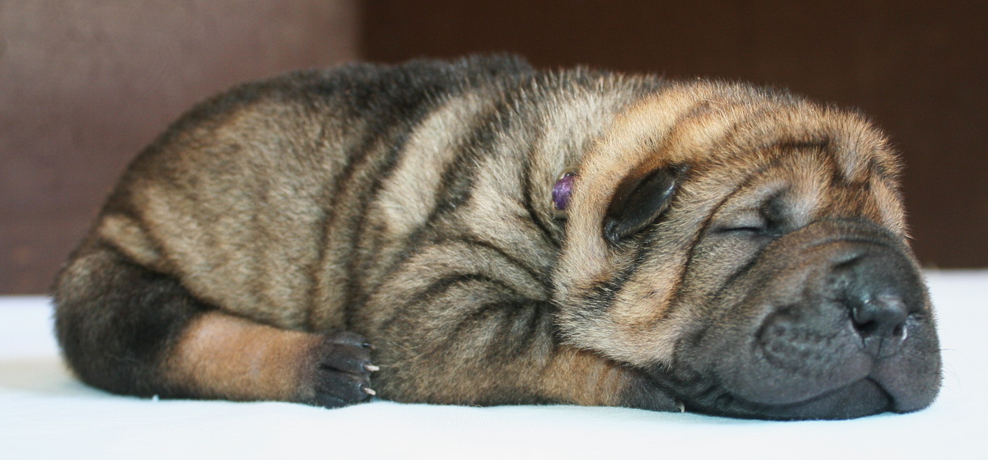 SharPei for Sale Kauai King SharPei Kennel