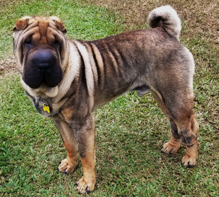 Sable store shar pei